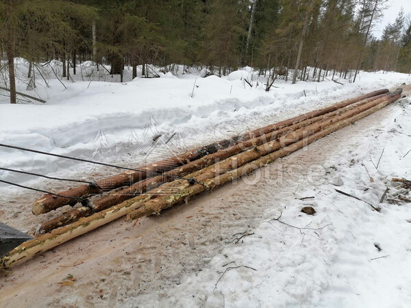 Фото заготовки зимнего леса