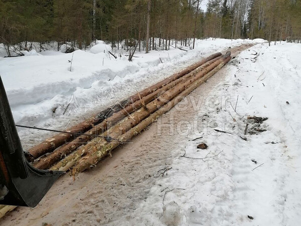 Фото заготовки зимнего леса