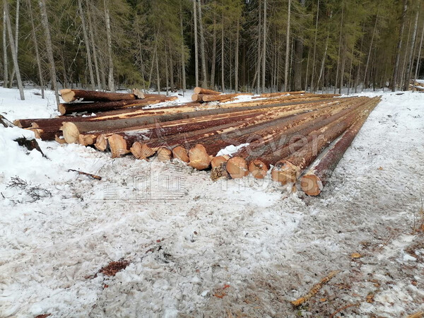 Фото заготовки зимнего леса