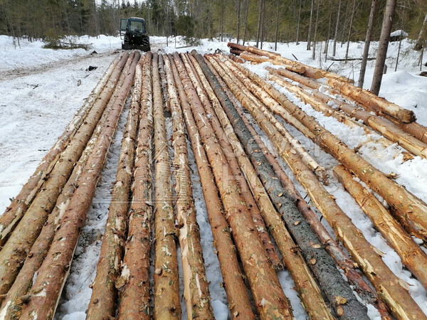 Фото заготовки зимнего леса