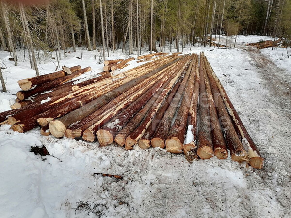 Фото заготовки зимнего леса