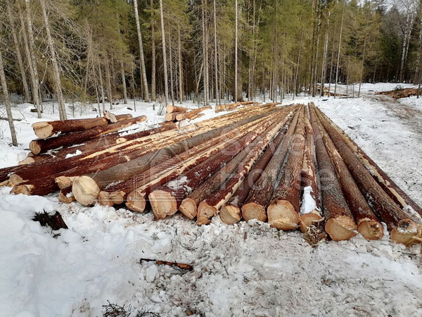 Фото заготовки зимнего леса