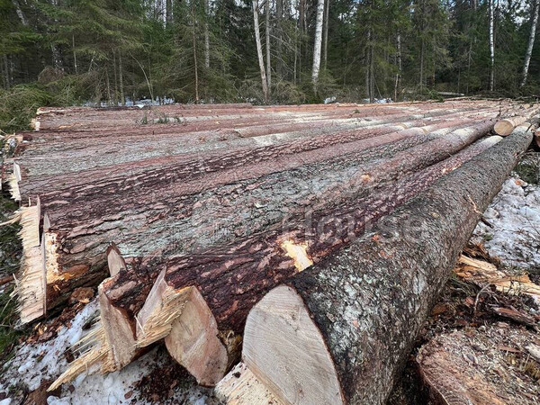 Фото заготовки зимнего леса