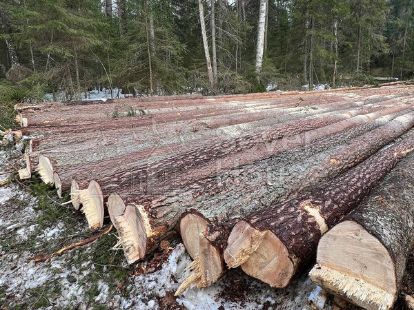 Фото заготовки зимнего леса